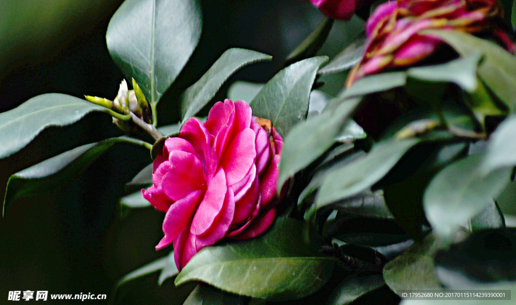 茶花