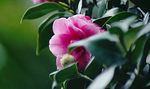 茶花