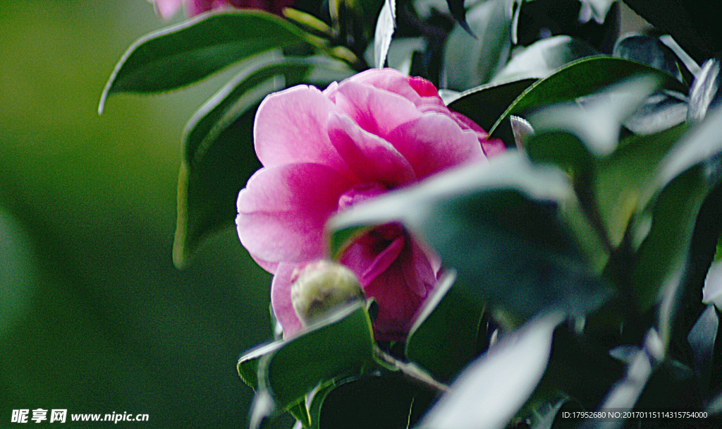 茶花