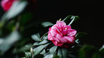 茶花