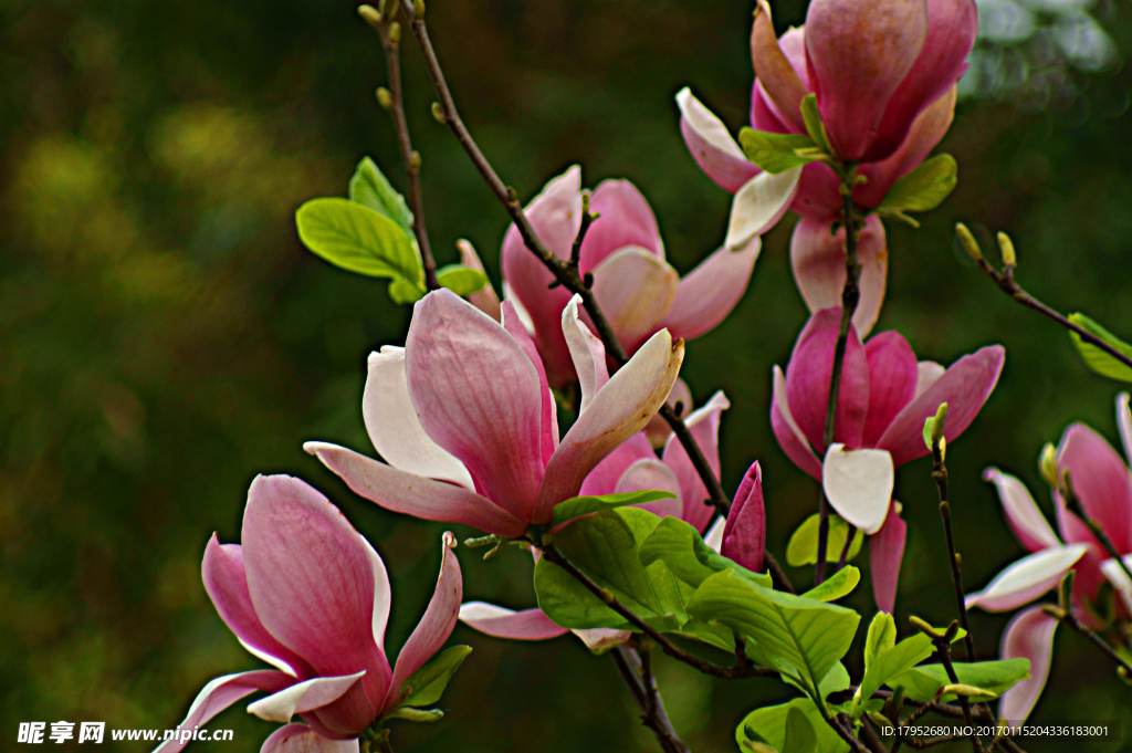 玉兰花