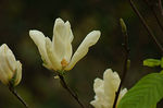 玉兰花