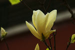 玉兰花