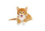 宠物猫