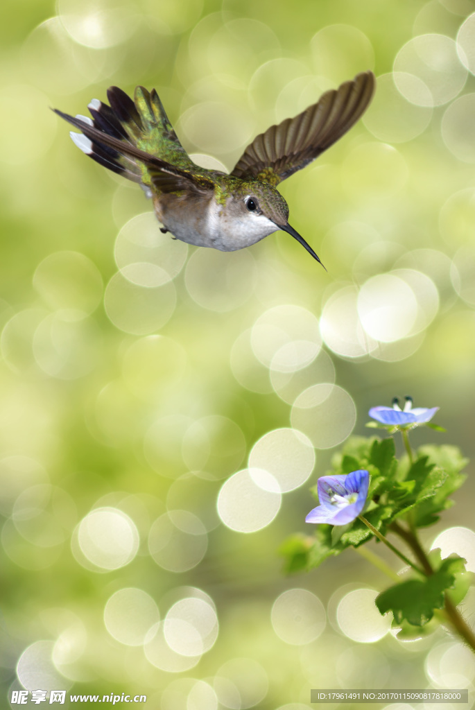 蜂鸟