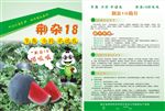 荆杂18西瓜
