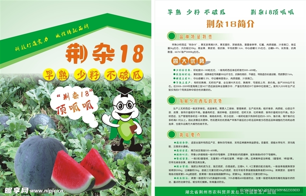 荆杂18西瓜