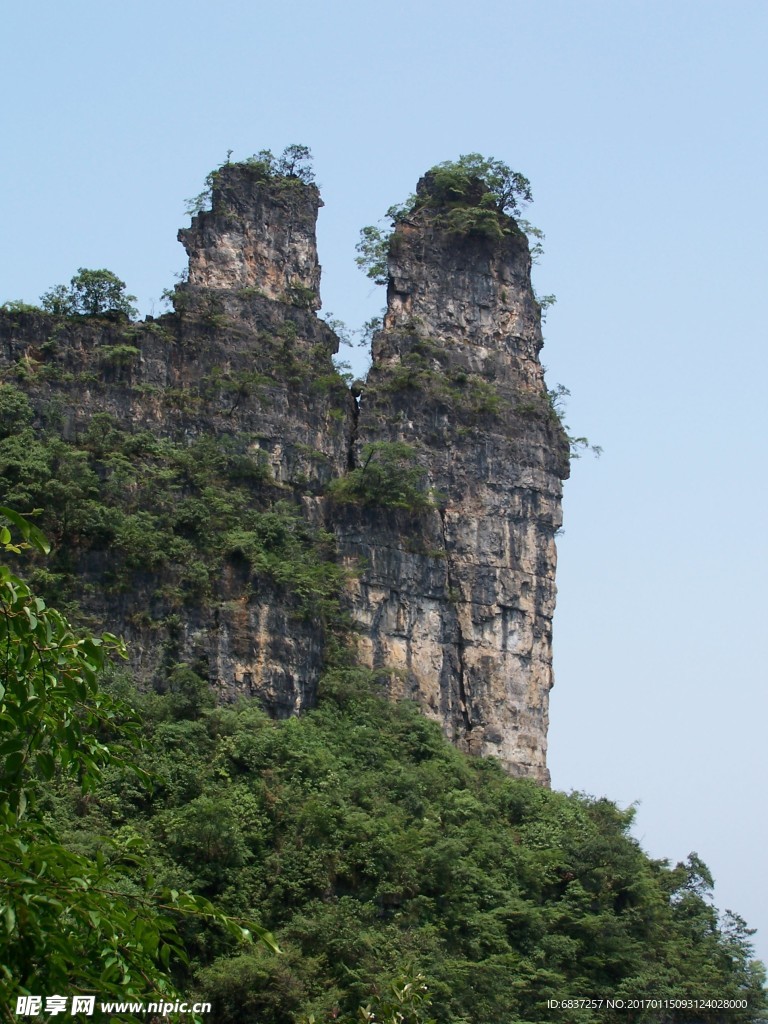 务川京竹石笋