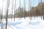 雪景