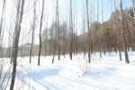 雪景