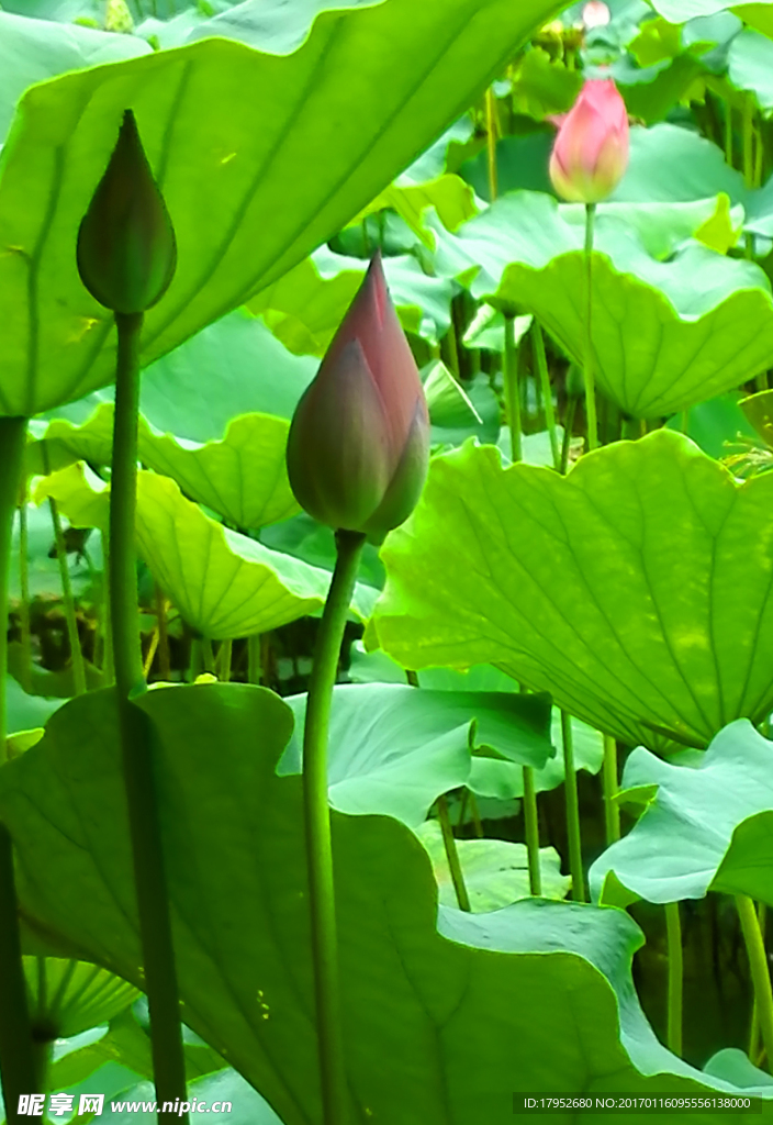 荷花