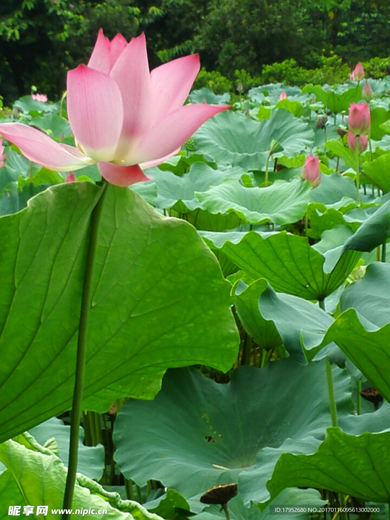 荷花