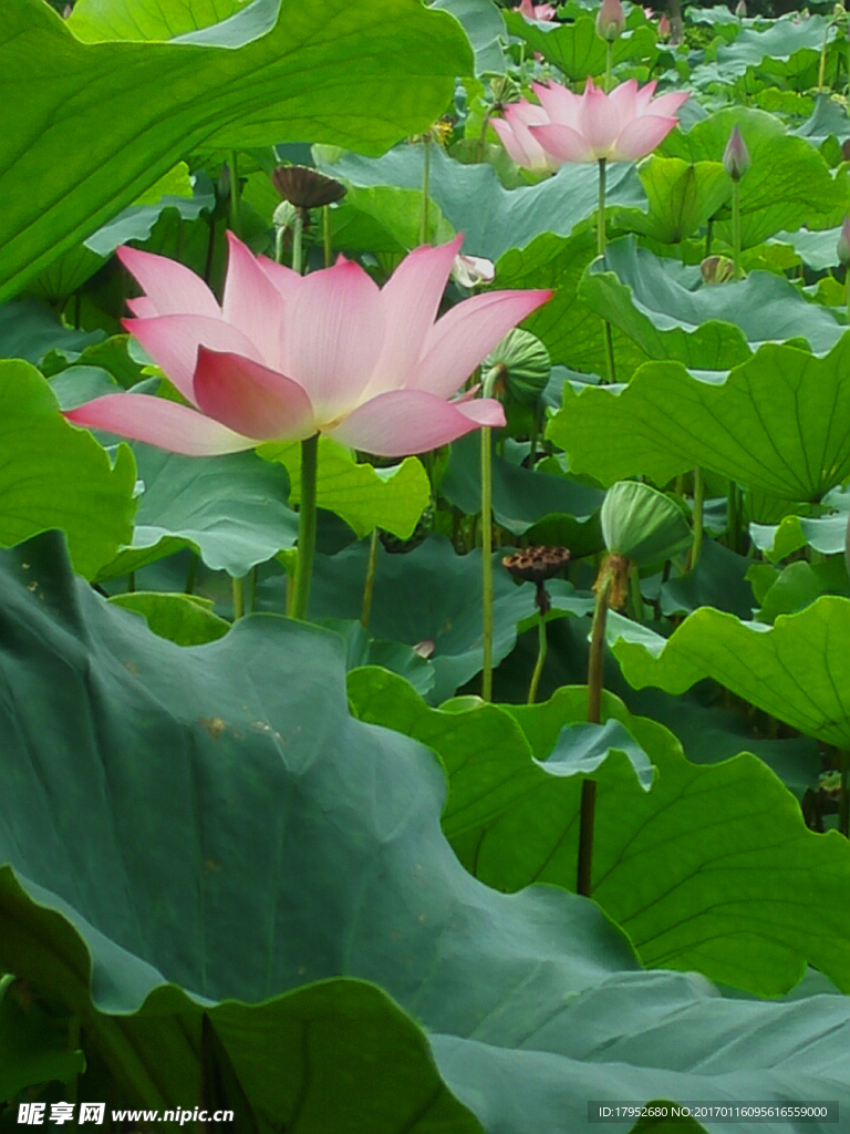 荷花