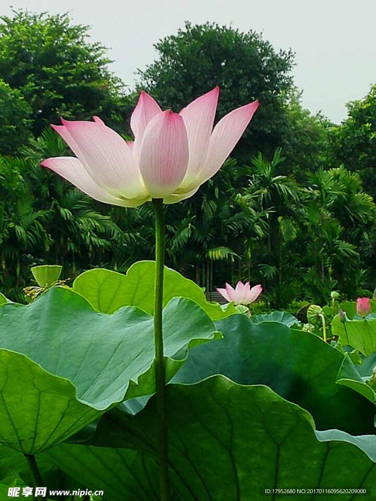 荷花