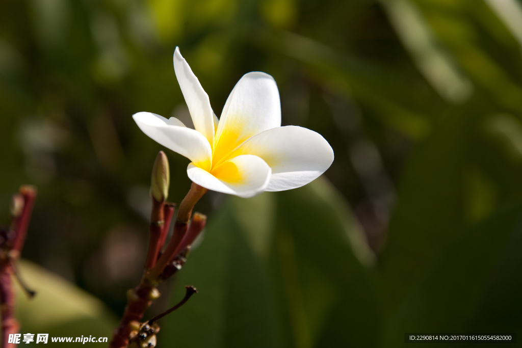 花