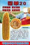 垦单20玉米种子