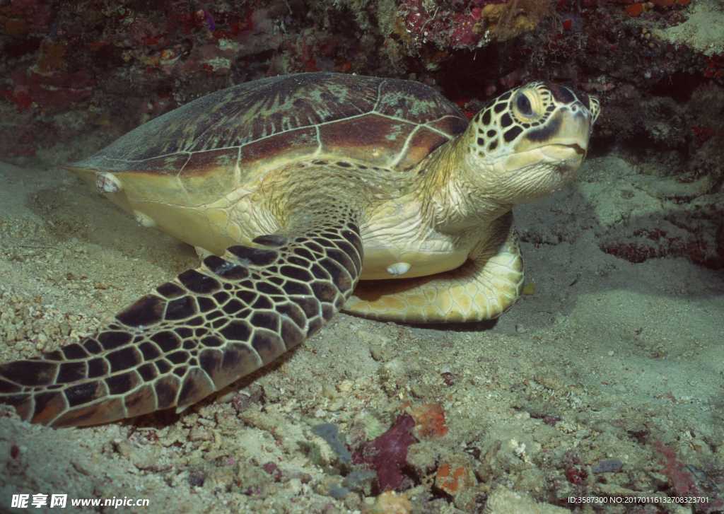 海底世界 野生海龟