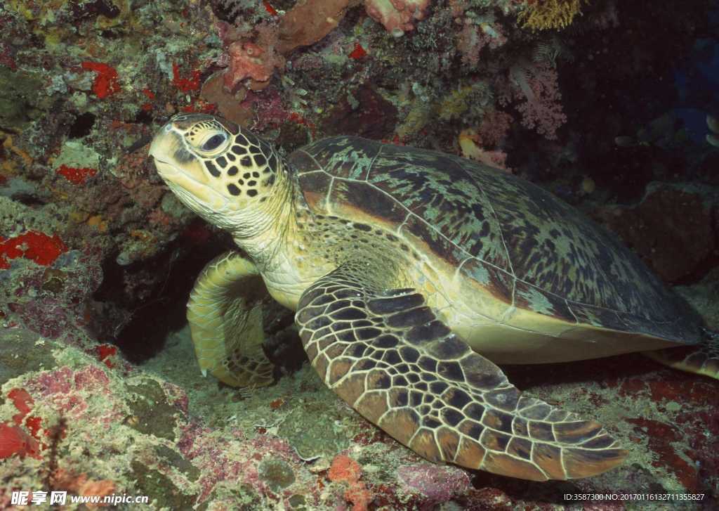 海底摄影 海龟摄影图片下载