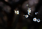 白梅花