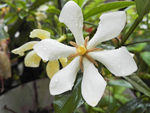 栀子花
