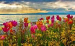 郁金香花海