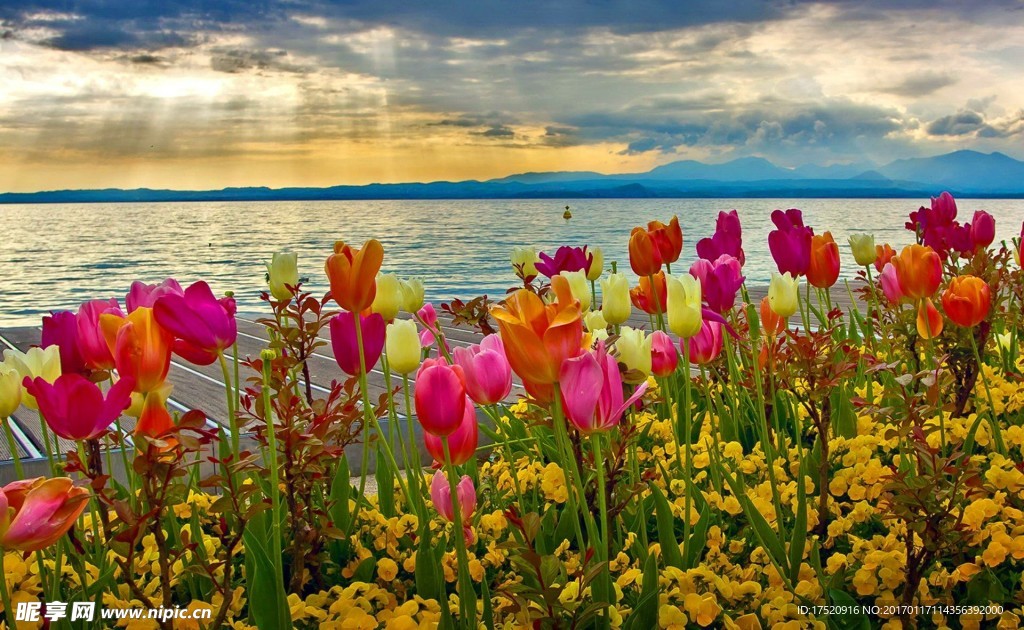 郁金香花海
