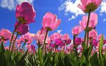 郁金香花海