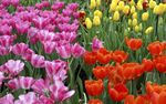郁金香花海