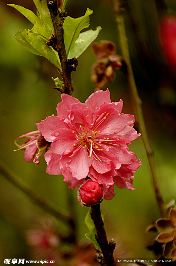 桃花