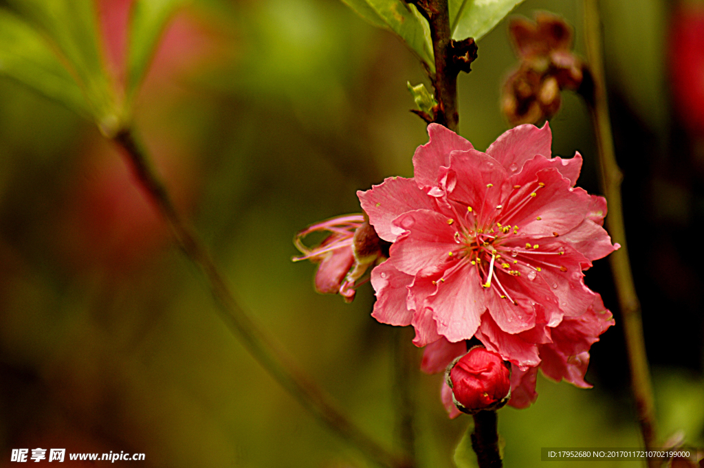桃花