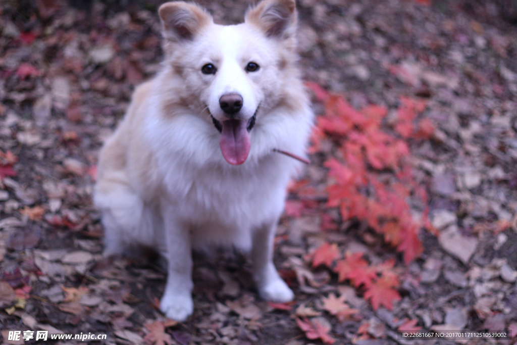 边境牧羊犬