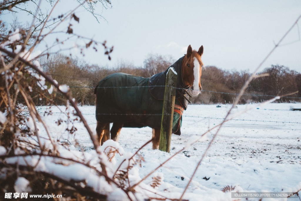 雪地里的马