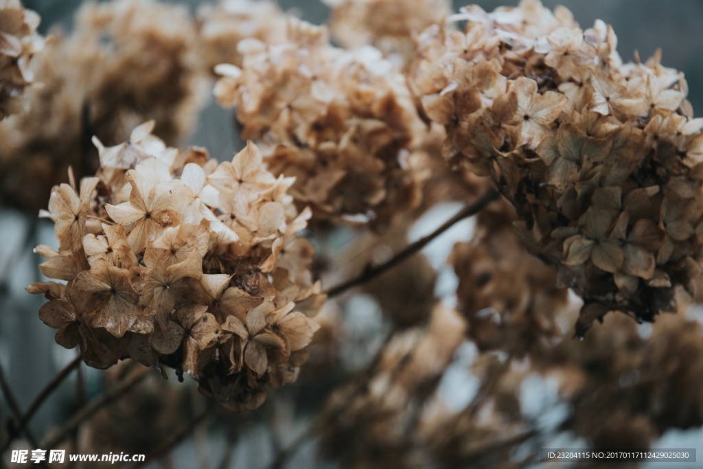 绣球鲜花