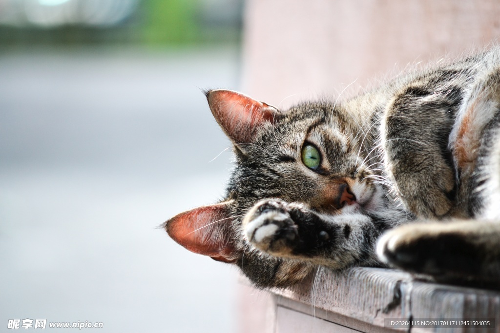 躺在地上的小花猫
