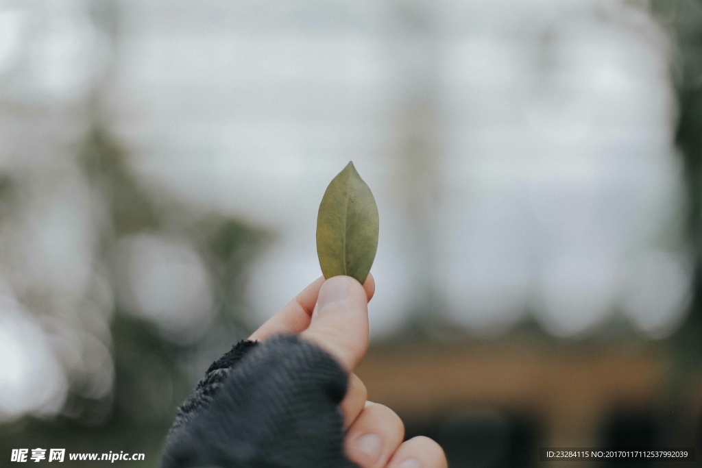 手拿着树叶