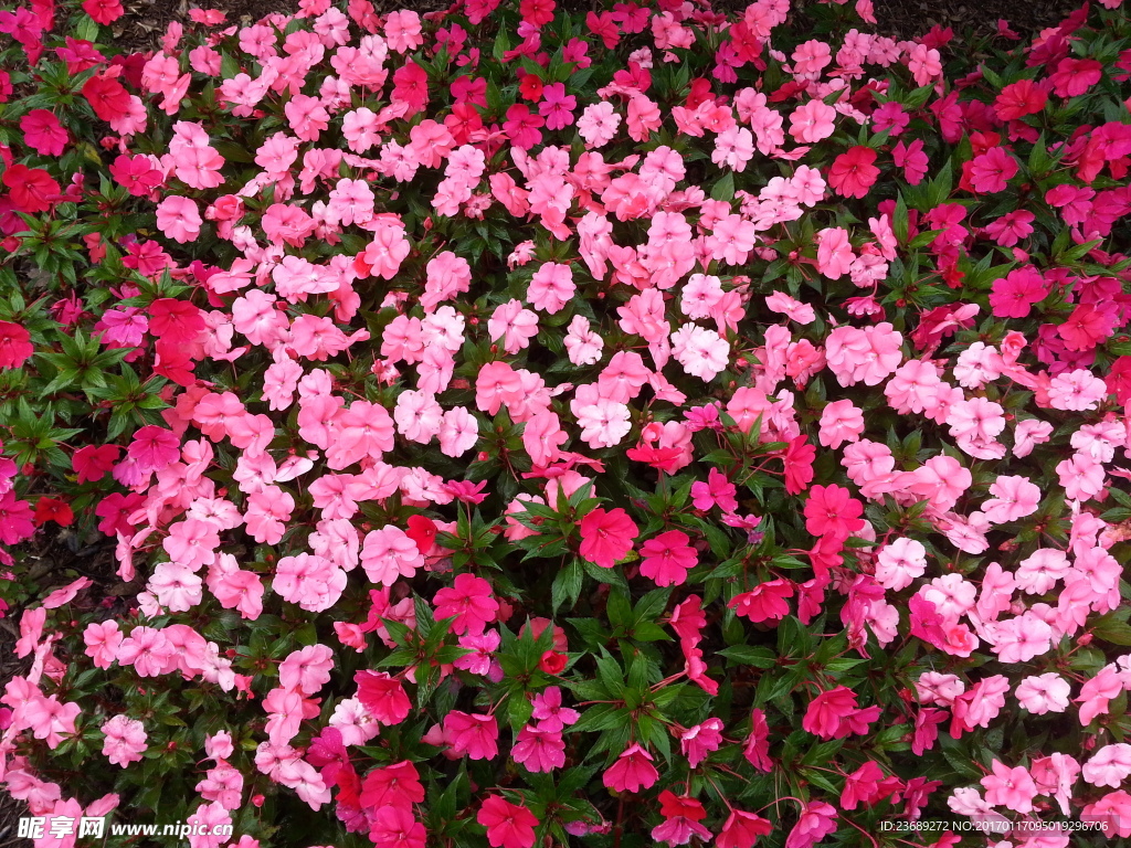野花背景墙