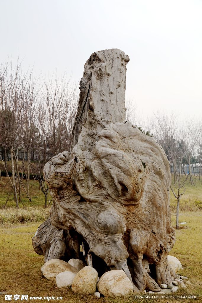 老古木