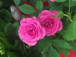 月季花