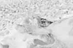 积雪