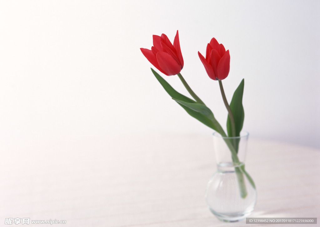郁金香鲜花