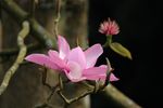 海棠花