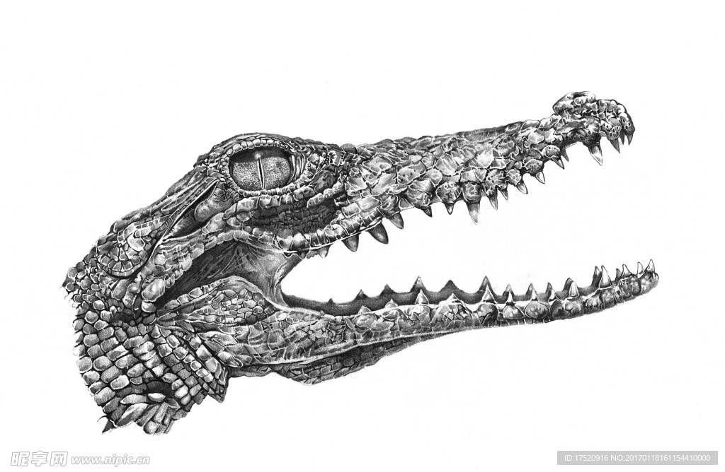 手绘鳄鱼