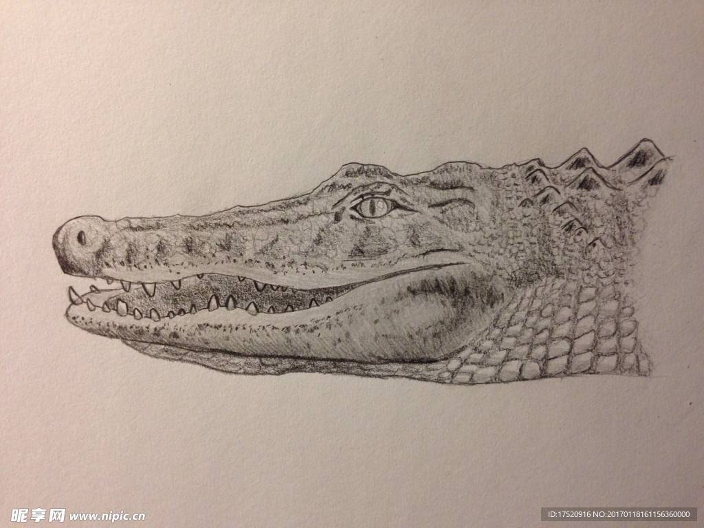 手绘鳄鱼