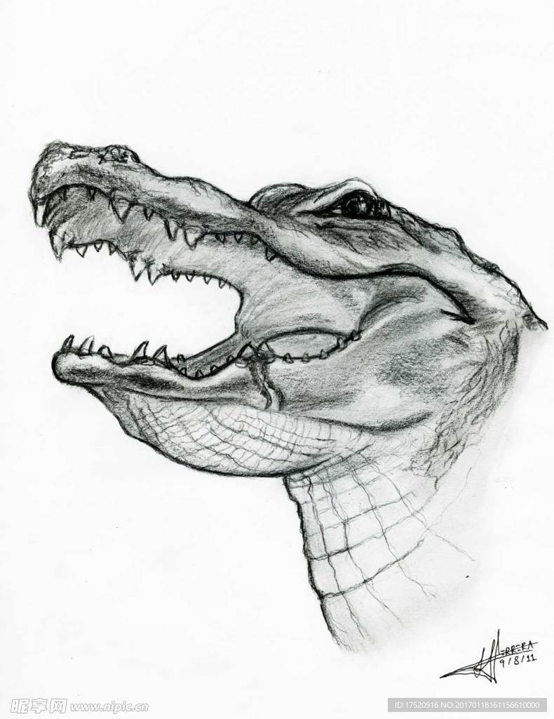 手绘鳄鱼