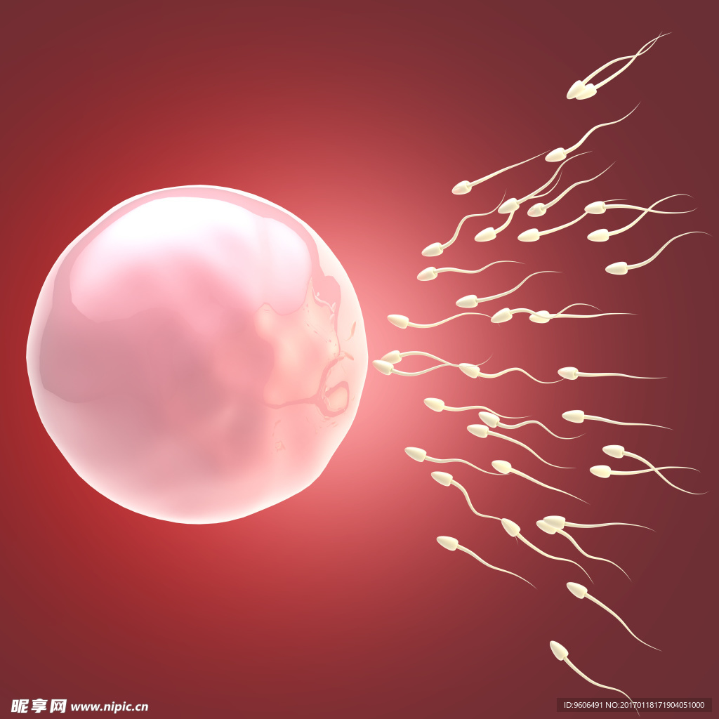 科学家拍到：精子和卵子结合的那一刻，真的会瞬间爆发出巨大闪光 -6park.com