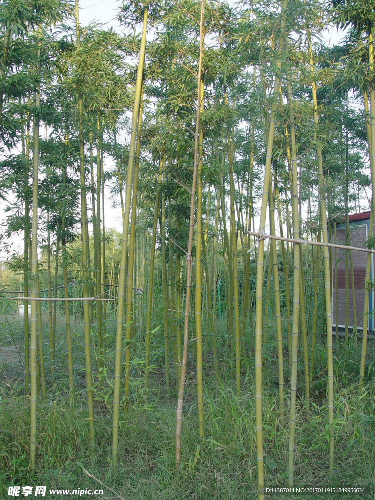 竹林