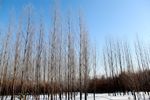 雪景