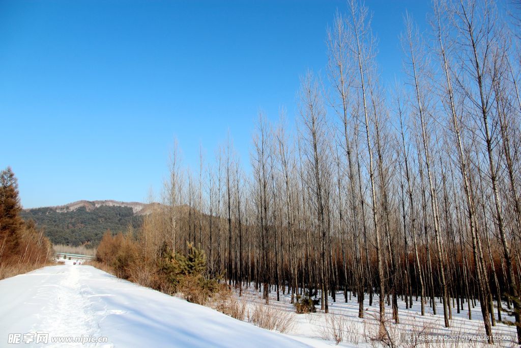 雪景