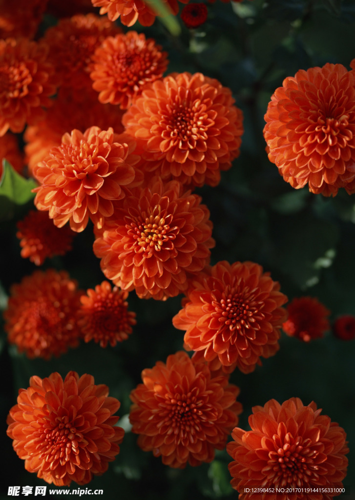 菊花