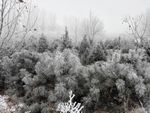 雪松